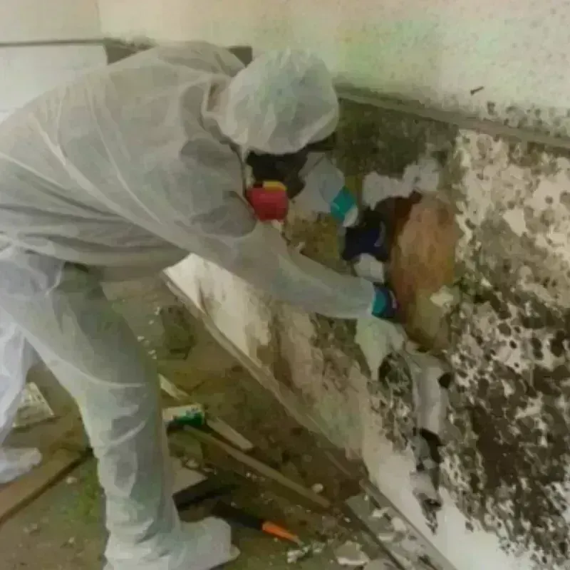 Mold Remediation and Removal in Buffalo, SC